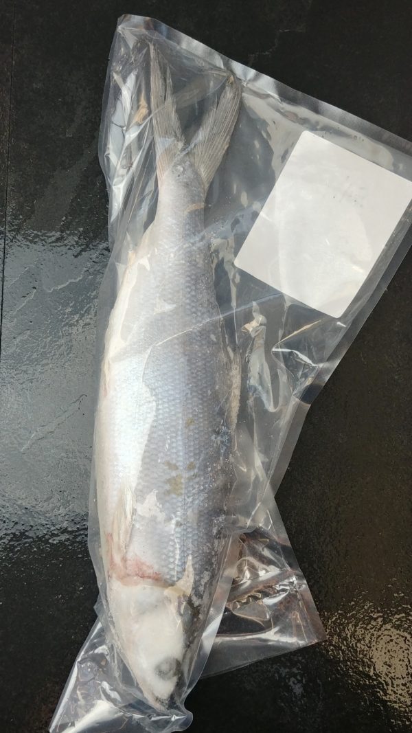 Whole Milkfish