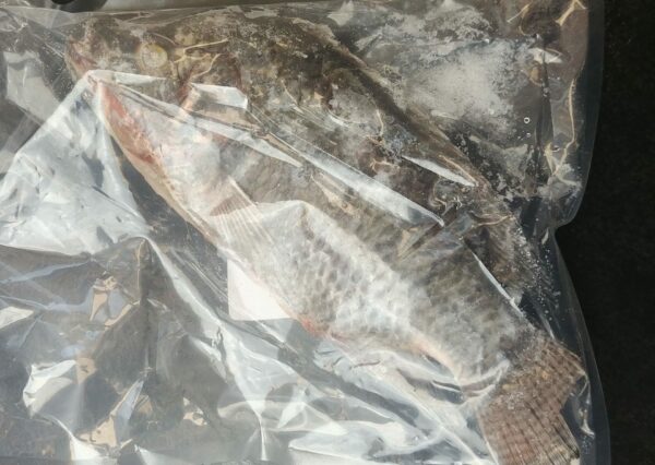Whole Tilapia
