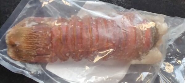 Australian Coldwater Lobster Cases