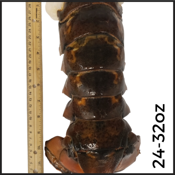 24-32oz North Atlantic Lobster