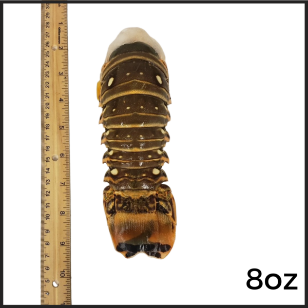 8oz Caribbean Warm Water Lobster