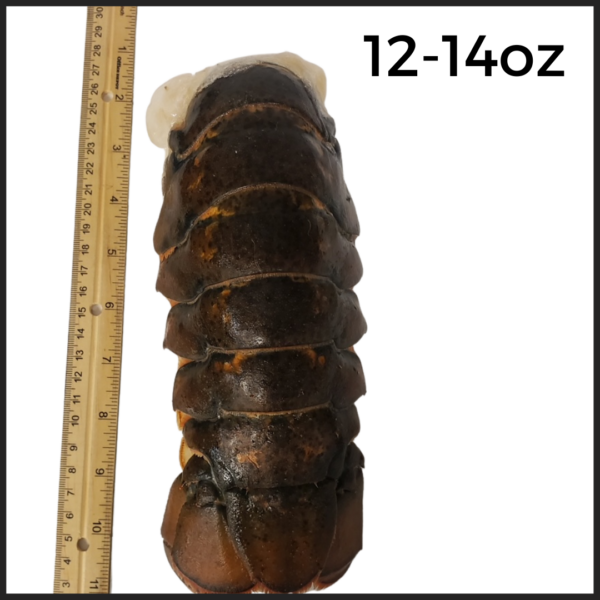 12-14oz North Atlantic Lobster