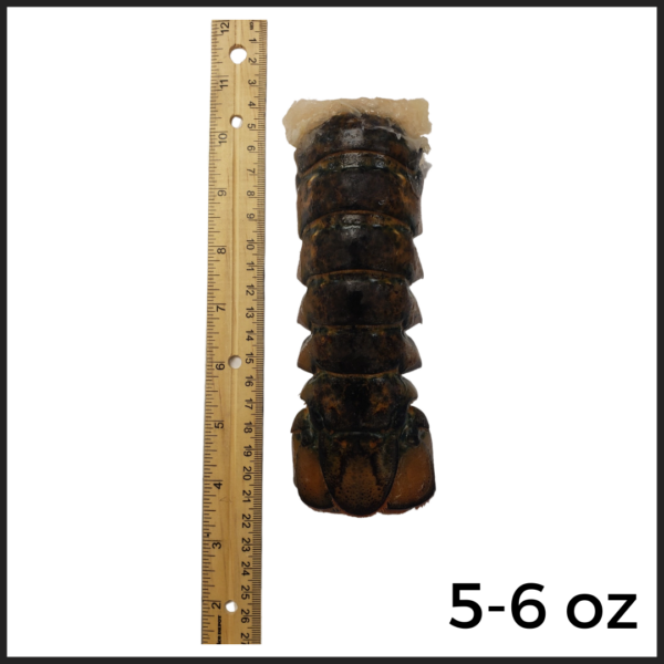 5-6oz North Atlantic Lobster