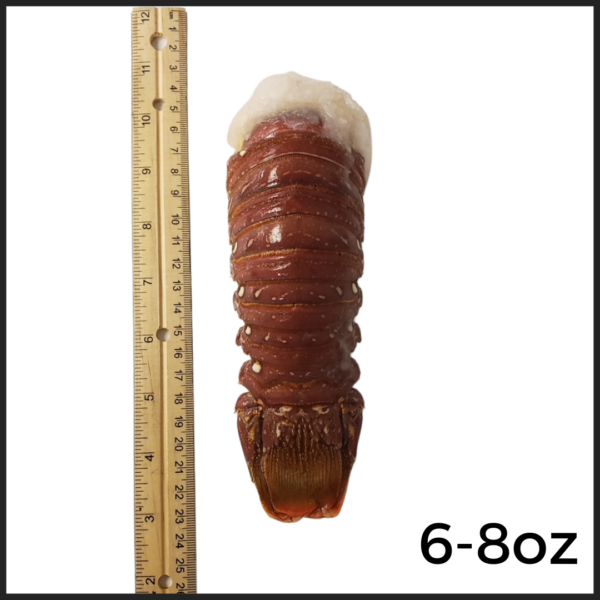 6-8oz Australian Coldwater Lobster