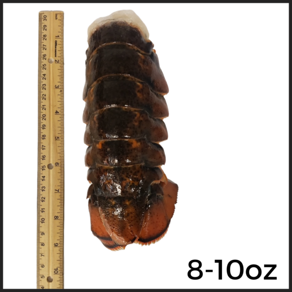 8-10oz North Atlantic Lobster