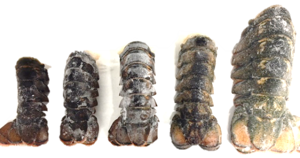 North Atlantic Lobster Cases