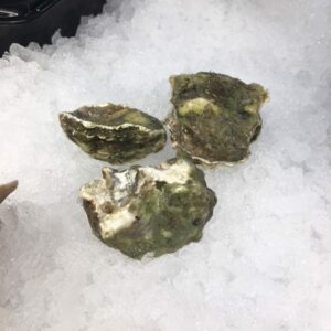 Fresh Kumamoto Oysters