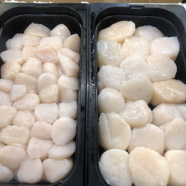 Fresh 10-20 Scallops