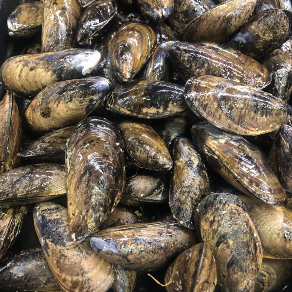 Fresh PEI Mussels