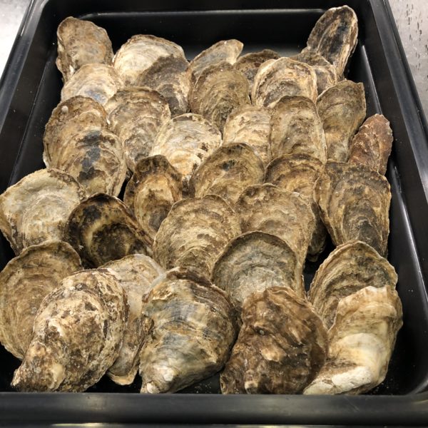 Fresh Savage Blonde Oysters