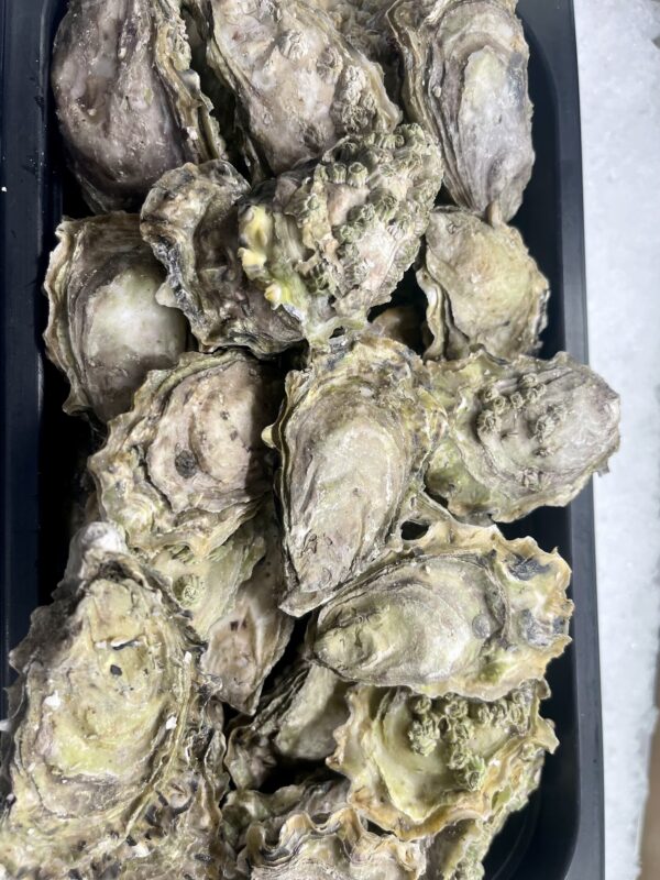 Fresh Royal Miyagi Oysters