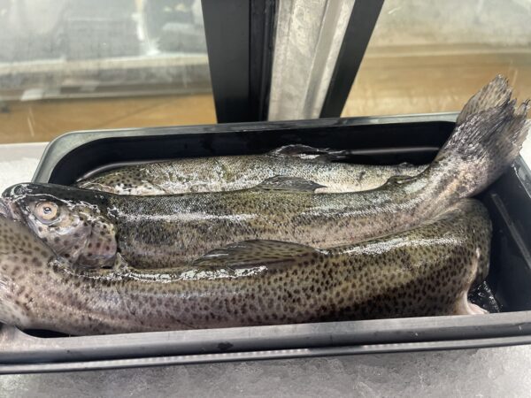 Fresh Whole Rainbow Trout