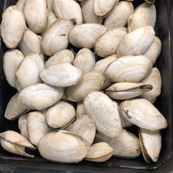 Fresh Steamer Clams
