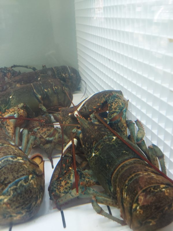 Fresh Live Lobsters (Small)