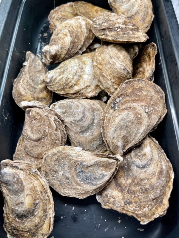 Fresh Black Magic Oysters