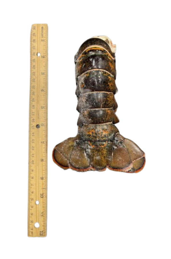 7-8oz North Atlantic Lobster