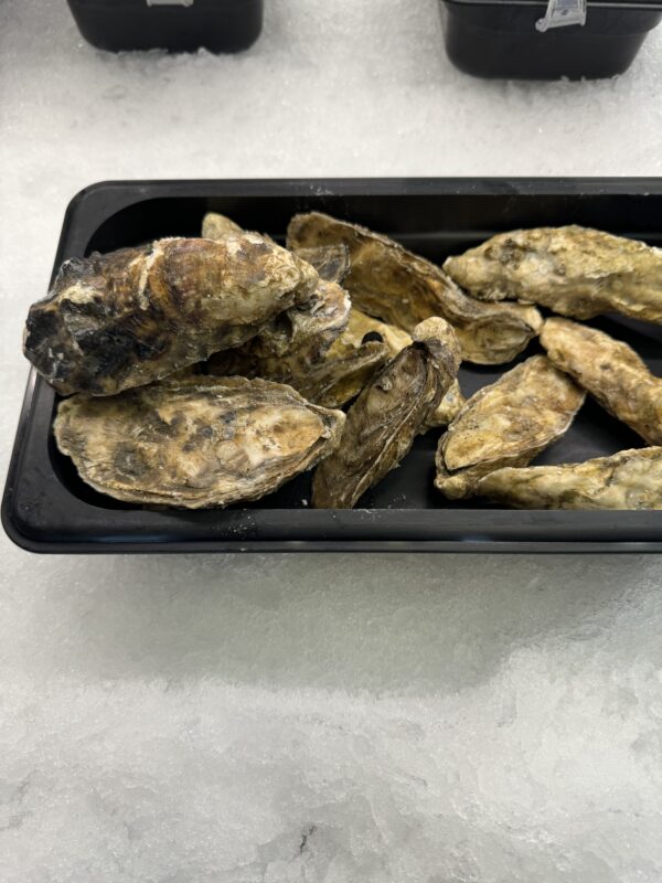 Fresh Fish Point Oysters