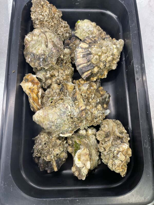 Fresh Deer Creek Oysters