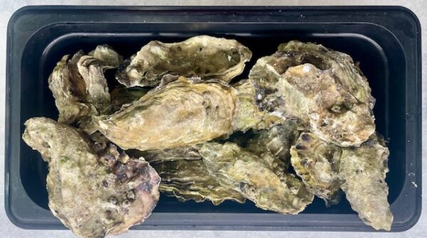 Fresh Dabob Bay Oysters