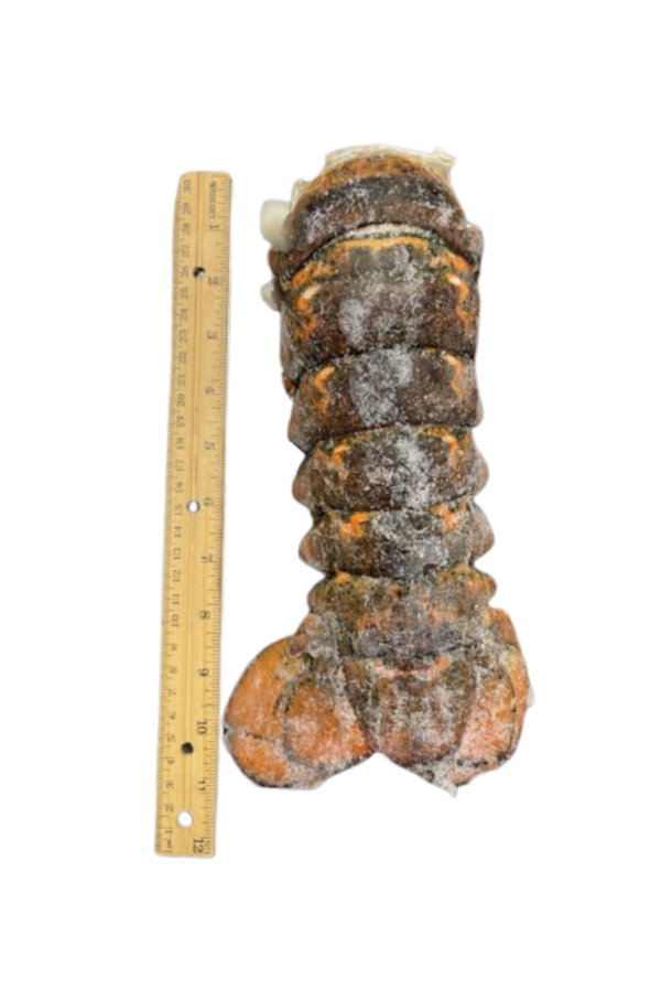 20-24oz North Atlantic Lobster Tail