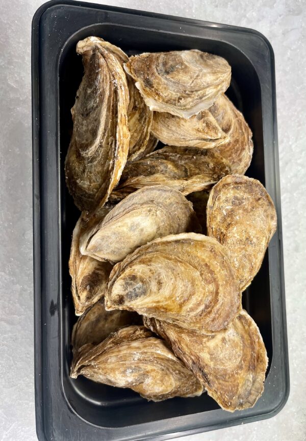 Fresh Northern Belle Oysters