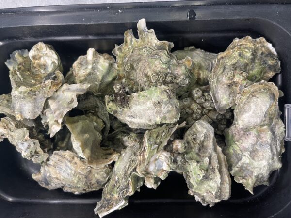 Fresh Mirada Oysters