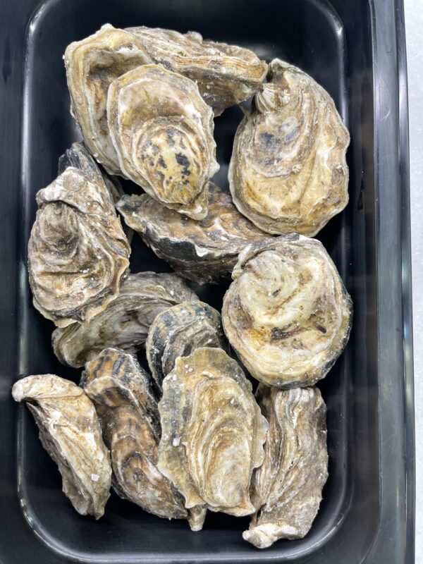 Fresh Samish Pearl Oysters