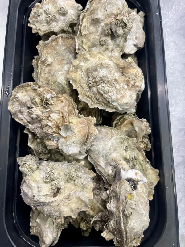 Fresh Rock Point Oysters