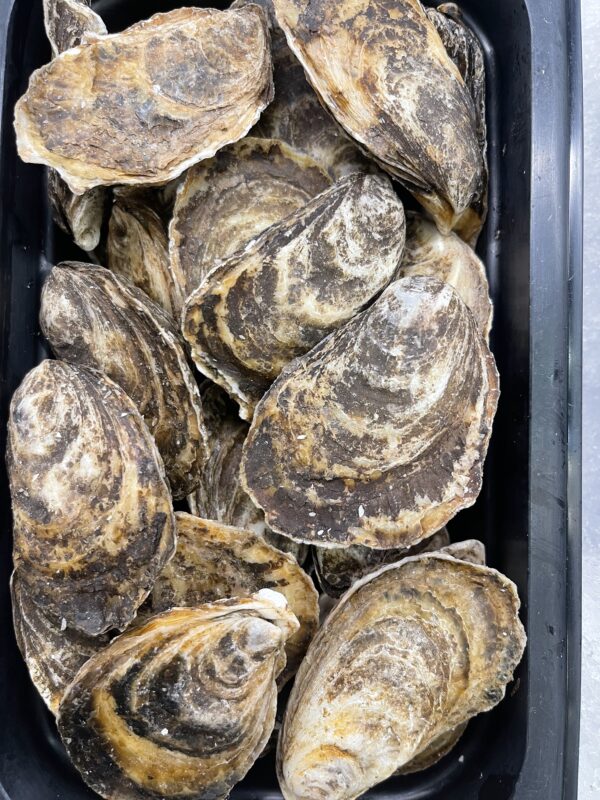 Fresh Island Pearls Oysters